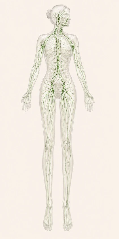 Système lymphatique féminin — bilan personnalisé